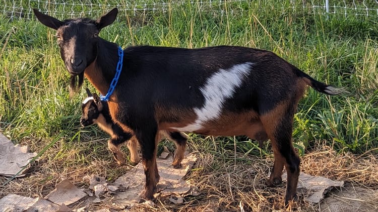 Potting Shed AYJ Nanny *M VG89