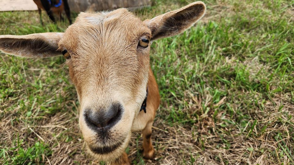 Decoding Goat Lingo