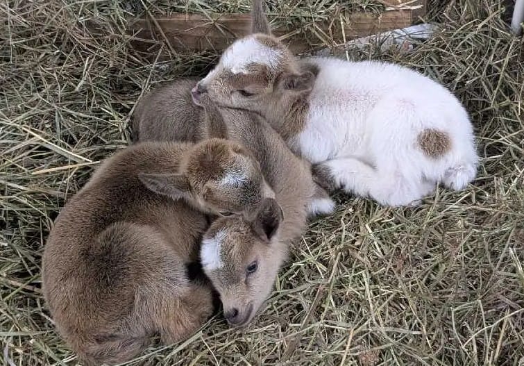 2026 Breeding Schedule