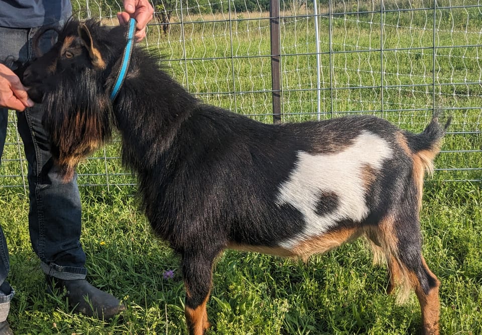 Why Buy Registered Nigerian Dwarf Goats?