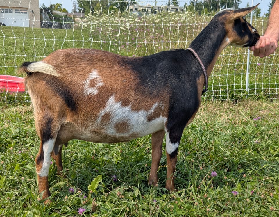 Udderly Fabulous Tatiana VG 87